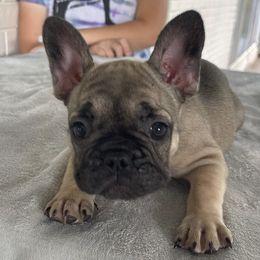 French Bulldogs from Beautiful Creatures Animal Ranch