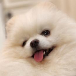 Pomeranians from Kathy's K9 Cuties
