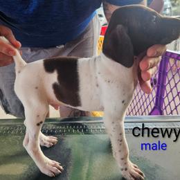 Chewy - Liver and white male German Shorthaired Pointer puppy in Hawley, Texas from Wood Farmstead