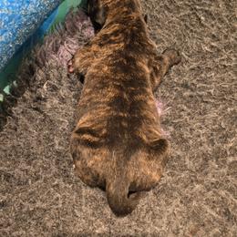 Male 1 - Tiger male Perro de Presa Canario puppy in Pocahontas, Illinois from Cabeza Grande Kennel