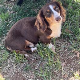 Winnie - Dachshund