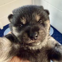 Lighting - Black and tan male Shiba Inu puppy in Milton, Florida from Moonlight Shibas