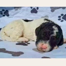 Fig - Parti male Goldendoodle puppy in Sterling, Connecticut from Justine’s Retrievers and Doodles, LLC