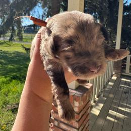Eclipse - Brown merle male Aussiedoodle puppy in Columbia Falls, Montana from Firefly Aussies & Aussiedoodles