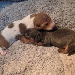 Pie - Piebald female Dachshund puppy in West Plains, Missouri from Spring Creek Dachshunds