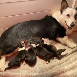 German Shepherd and Pembroke Welsh Corgi Puppies from Four Leaf Farm- Vom Vierblättriges Bauernhof