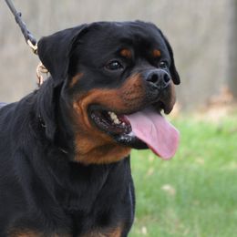 Winnie - Rottweiler