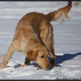 Jasmine - Golden Retriever