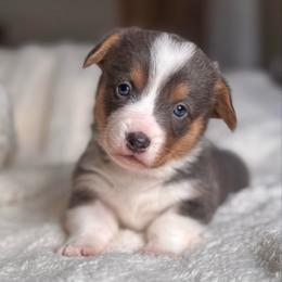 Boy 3 - Blue male Pembroke Welsh Corgi puppy in Beggs, Oklahoma from Blue Diamond Corgi’s