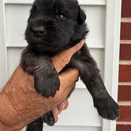 Boy 2 - male Leonberger puppy in Manchester, Tennessee from Bois D’Arc Leonbergers