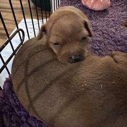 Miniature Pinscher Puppies from Hat Trick Miniature Pinschers
