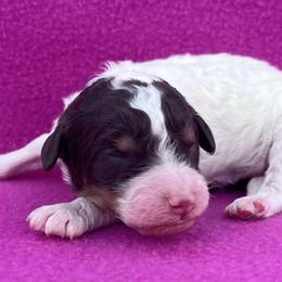 Marshmallow - Parti male Poodle puppy in Overbrook, Kansas from Hidden Springs Poodles LLC