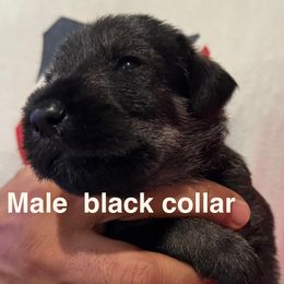 Black collar - Pepper and salt male Standard Schnauzer puppy in Hickory Creek, Texas from Dragos Kennel