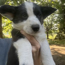 Cardigan Welsh Corgi Puppies from Liberty Valley Farm