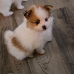 Chewy - Orange parti male Pomeranian puppy in Newport News, Virginia from Itty Bitty Poms