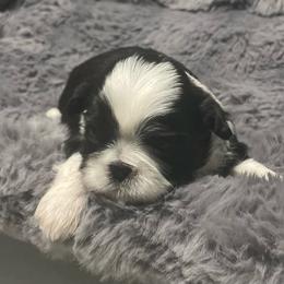 Blake - Black and white male Shih Tzu puppy in Kingsley, Michigan from Joseph's Shih Tzus