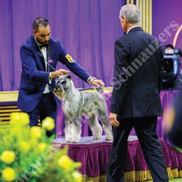 Standard Schnauzer puppies from Monarca Standard Schnauzers
