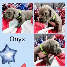 Onyx - Blue and white male Great Dane puppy in Gonzales, Louisiana from Anstatt House Of Danes