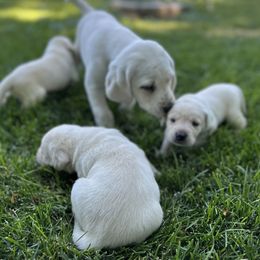Labrador Retriever Puppies from Gem State English Labrador Retrievers