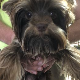 Willy - Yorkshire Terrier