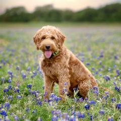 Leia - Double Doodle