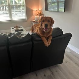 Golden Retriever All Grown Up from Brilliant Golden Furry Tails