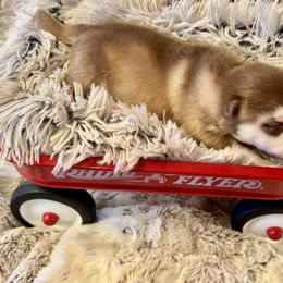 Pomsky Puppies from Ponderay Pomsky