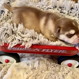 Pomsky Puppies from Ponderay Pomsky