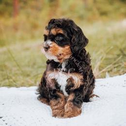 Pink collar - Brown and tan female Cockapoo puppy in Missoula, Montana from Big Sky Cockapoos