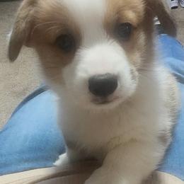Black Thumb's Call The Bet - Red male Pembroke Welsh Corgi puppy in Easley, South Carolina from Black Thumb Homestead