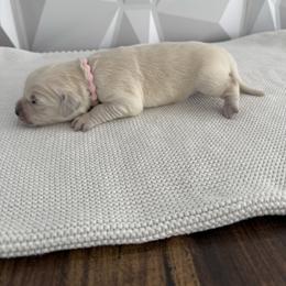 Light Pink collar - Light golden female Golden Retriever puppy in Radcliff, Kentucky from It’s A Golden Life