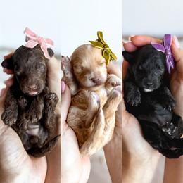 Girl Pick 3 - Chocolate female Cavapoo puppy in Melbourne, Florida from Space Coast Doodle Co.