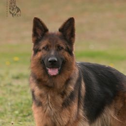 Gjaggy - German Shepherd