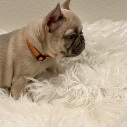 "Lilac Fawn" French Bulldog Puppies from JungleCity Frenchies