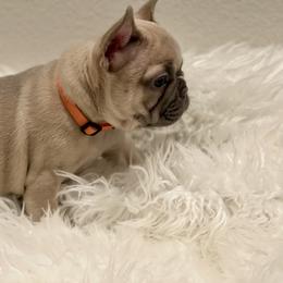 "Lilac Fawn" French Bulldog Puppies from JungleCity Frenchies