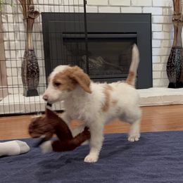 Goldendoodle Puppies from Cali Doodles