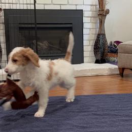 Goldendoodle Puppies from Cali Doodles