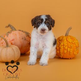 Nick - Chocolate male Labradoodle puppy in Travelers Rest, South Carolina from Doodles of Love Labradoodles