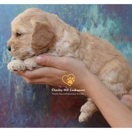 Cockapoo Puppies from Chesley Hill Cockapoos
