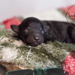 Trinket - Phantom female Goldendoodle puppy in Woodruff, South Carolina from Crooked Creek Doodles and Poodles