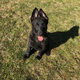 German Shepherd Puppies from Vom Kiefernhaus