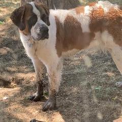 Saint Berdoodles from The Bushnell Pups