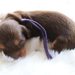 Coco - Chocolate and tan female Dachshund puppy in Peebles, Ohio from Cave Valley Hounds