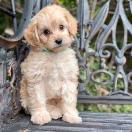 Gregory - Red male Cavapoo puppy in Arlington, Texas from Van Haselen Poodles and Doodles