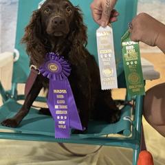 Boykin Spaniel and English Springer Spaniel All Grown Up from 31 Pines Springers & Retrievers