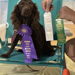Boykin Spaniel and English Springer Spaniel All Grown Up from 31 Pines Springers & Retrievers