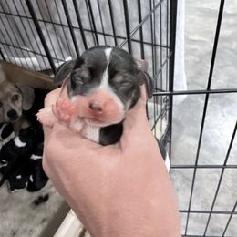 Pocket Beagle Female - Black tan and white female Beagle puppy in Gentry, Arkansas from HC Puppy Ranch
