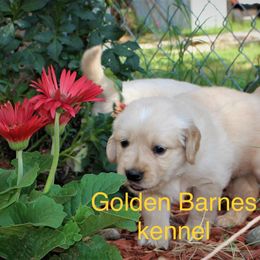 Golden Retriever Puppies from Golden Barnes Kennel