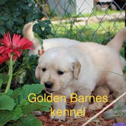 Golden Retriever Puppies from Golden Barnes Kennel