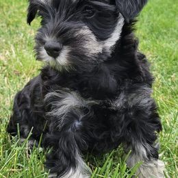 Miniature Schnauzers from Seaman's Schnauzers